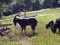 la ferme de cabrials (12)